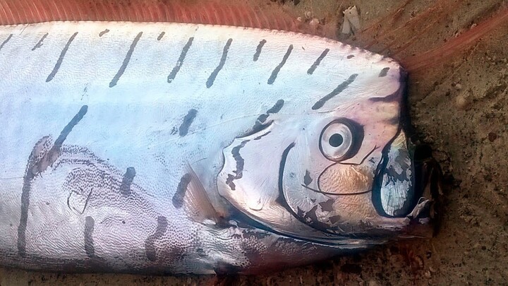 Benarkah Kemunculan Ikan Oar Raksasa Merupakan Penanda Gempa???
