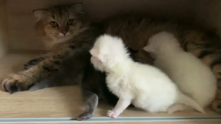 แมวเหมียวน่ารัก แมวเหมียวน้อยกินนมแม่