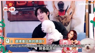 Huanghongxuan's drean of raising a bichon bear