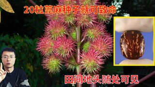 20 castor beans can be fatal—often used for assassinations—so why was it once widely cultivated in C