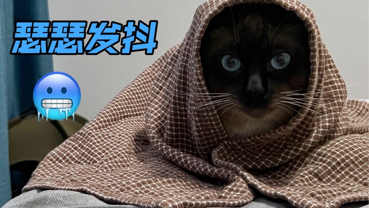 Is there anyone who can speak up for Siamese cats in the South?