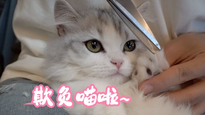 The little kitten's first paw hair trim~