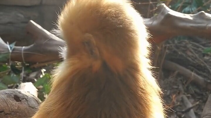 No wonder the Bodhi Patriarch loves悟空—this is just too adorable!