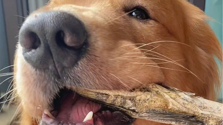 Aunties! Is this world really so cruel to a 39kg Golden Retriever?