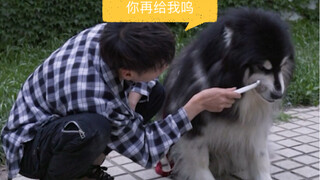 استمر في صقل شخصية مي لي، الألاسكي الذي يعوي، من خلال التدريب اليومي، وإزالة عادته في العض طبقة بعد 