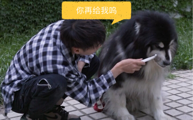 استمر في صقل شخصية مي لي، الألاسكي الذي يعوي، من خلال التدريب اليومي، وإزالة عادته في العض طبقة بعد 