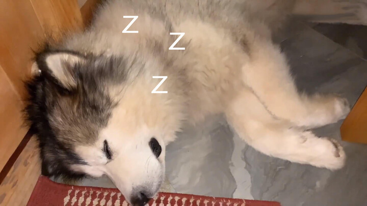 Anjing Mendengkur Keras Saat Tidur, Ditampar oleh Majikannya