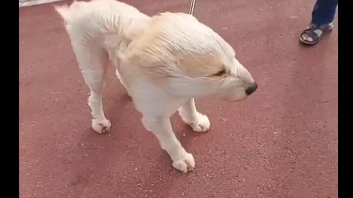 【Funny Daily Life of Earth’s Creatures #85】