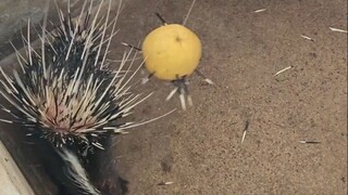 毫猪的刺还能发射出去？