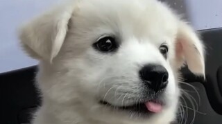 A little dog enjoying a car ride