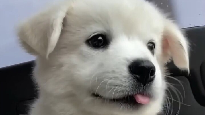 坐车兜风的小狗