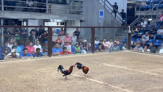 5 STAG @VARGAS COLOSSEUM (WWLWW)