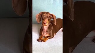 ЧАПИ ПОБРИЛА ТОСЮ НАЛЫСО??? 😲😨😬