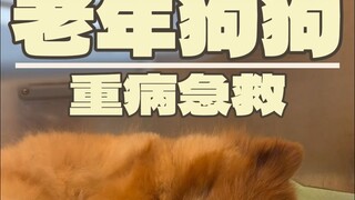 快老死的狗狗，有治活的机会吗