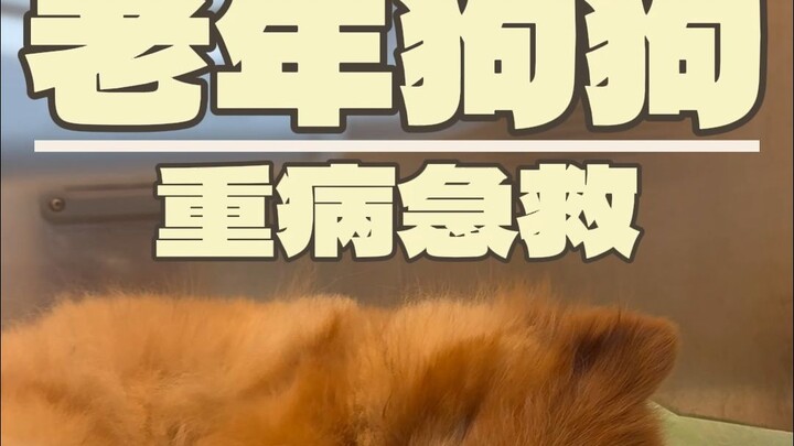 快老死的狗狗，有治活的机会吗