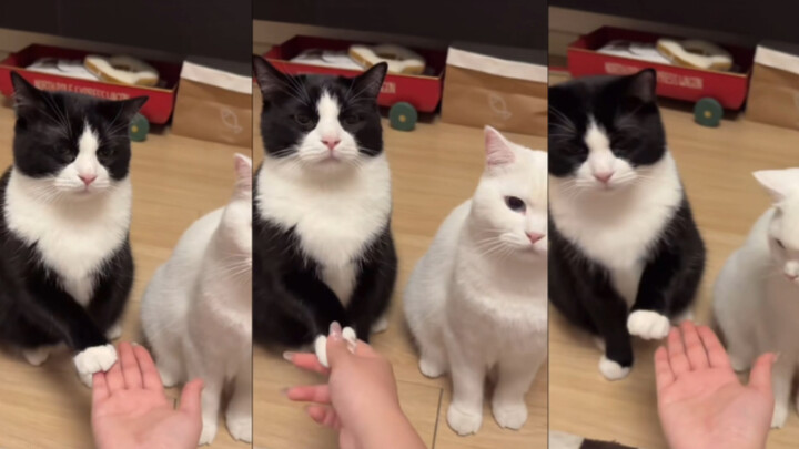 Mèo bò sữa: Mẹ ơi, nó thật sự ngốc quá, để con làm thôi!