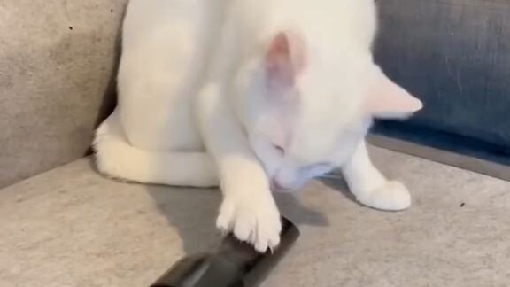 Funny cat 😂😂