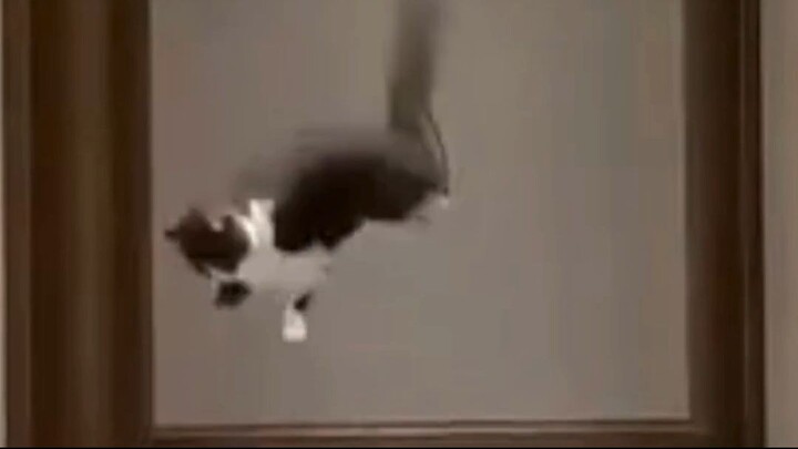 Cat Reacted To Coming Propeller Insanely Fast