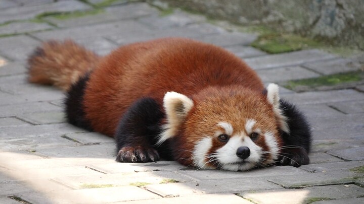 Lòng bàn chân hướng lên trời, nằm bò lăn lóc [Gấu trúc nhỏ]