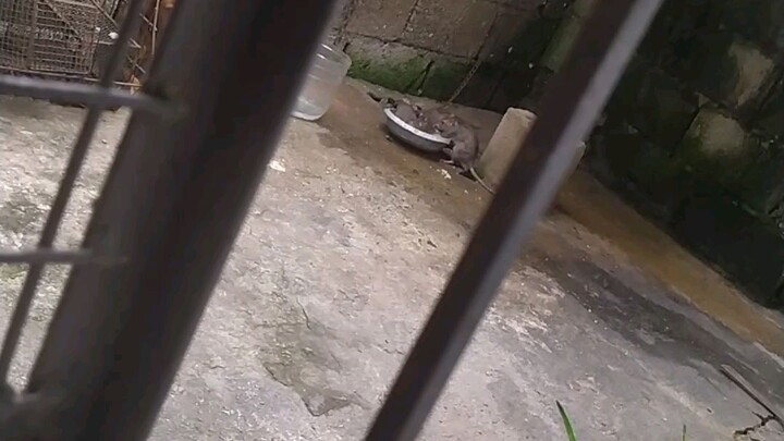 daga caught on 4k while stealing foods