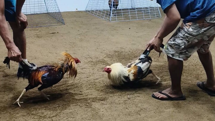4 cock big event derby @ bogo prep2