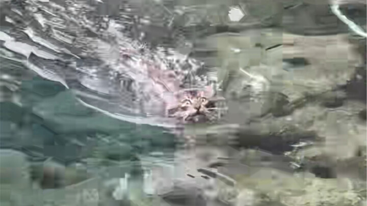 Mèo chết tiệt, lạnh chết mất!