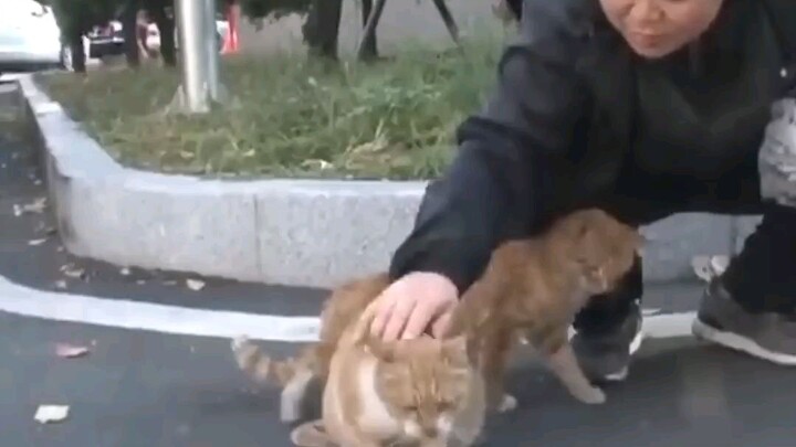 Kehilangan 4 Anak Induk Kucing Ini Selalu Membawa Makanan Terbungkus