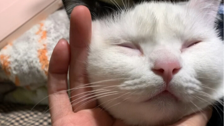 "Loài mèo khi ngủ vẫn rất cảnh giác"