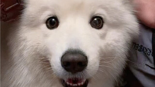 كلب صغير مثلك لا يستطيع الخروج وحده، فالخارج ليس فيه عصابات فحسب، بل أيضًا أكياس ملونة زاهية.