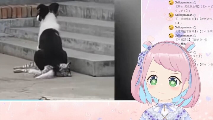 日本妖精看《这大概就是猫讨厌狗的原因！》