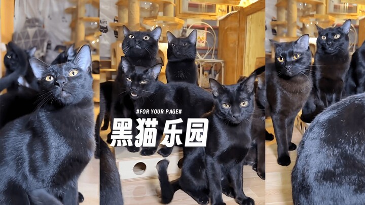 Selamat datang di Taman Kucing Hitam 😍😍😍