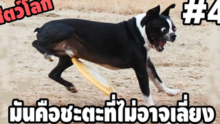 Ep4 มันคือชะตา ที่เจ้าเลี่ยงไม่ได้ จงยอมรับมันซะ ( สัตว์โลกกวนตีน SS2 ) - พากย์นรก easy boy