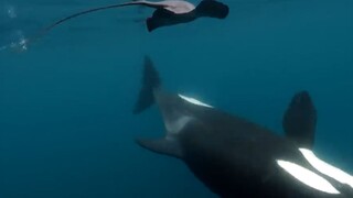 Manta: Kamu sakit? Paus Pembunuh: Oh, oh, oh