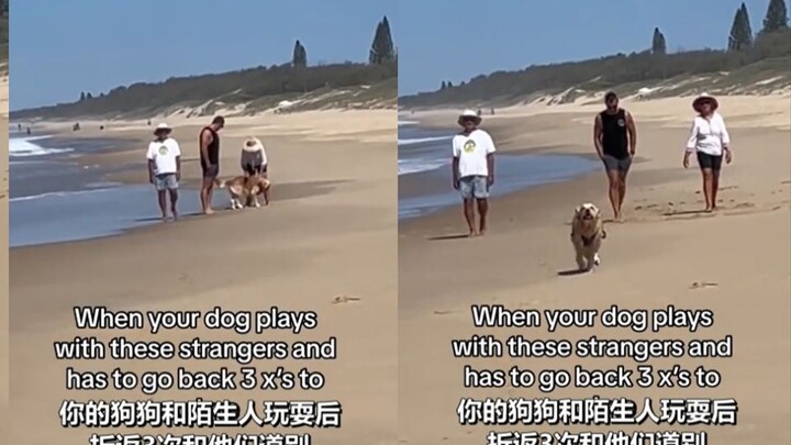 金毛："都是好人 不想走 "