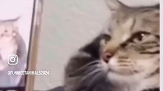 kucing orang kenapa lucu2 ya#zaintemanime #reaction #reactionvideo #lucu #videolucu #fyp #jowo #wong