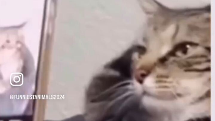 kucing orang kenapa lucu2 ya#zaintemanime #reaction #reactionvideo #lucu #videolucu #fyp #jowo #wong