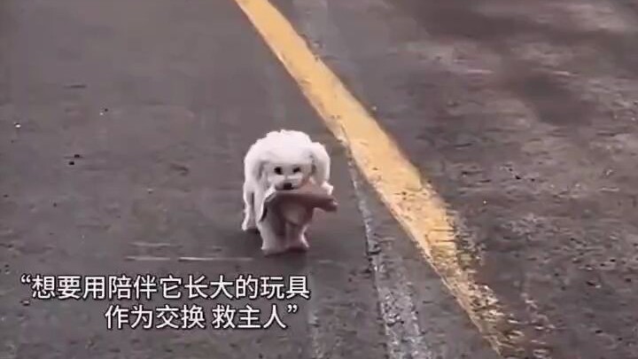 “This is my most precious doll—please, I’m begging you, save my dearest family.”