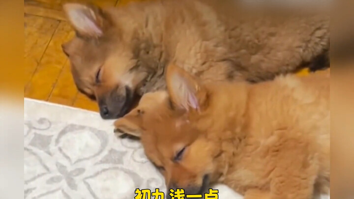 Một lỗi thì là lỗi, nhưng cả đống lỗi lại thành “work” luôn! Chú cún con thì làm sao mà có ý xấu đượ