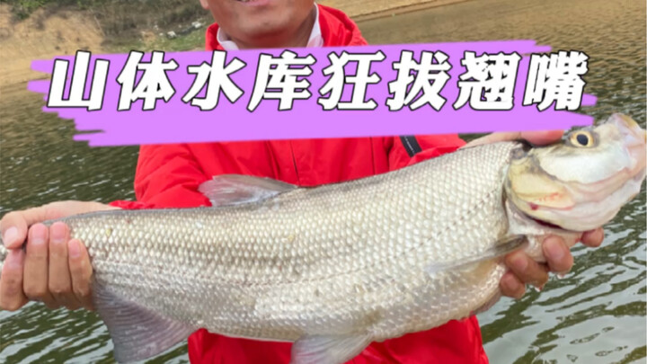 سحب جنوني لأسماك الشفاه المقوسة في خزان نيوچياولونغ!