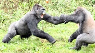 Top 5 Gorilla Fights On Camera | Zoo Fight