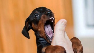 Funny And Crazy Dog Biting - Pet Reaction Videos | Pets House