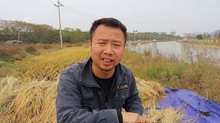 I got the 100w fan card. I won't pretend anymore. My family is farming.