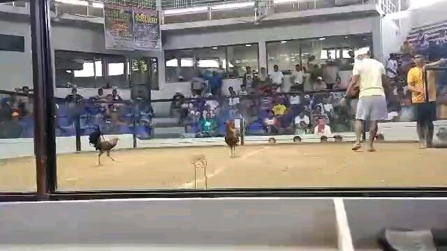 Bobby Boles Black over Bernie Tacoy Gold