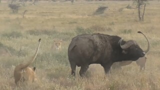 Lion V's Buffalo Fighting Africa Battle National Geographic Animals