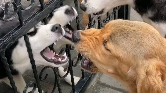 两边肯定骂得很难听