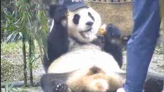 Tingkah-tingkah panda