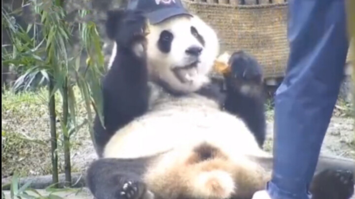Different lives of panda