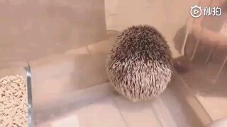 Hahahahaha, so it turns out hedgehogs' spines can actually feel ticklish!