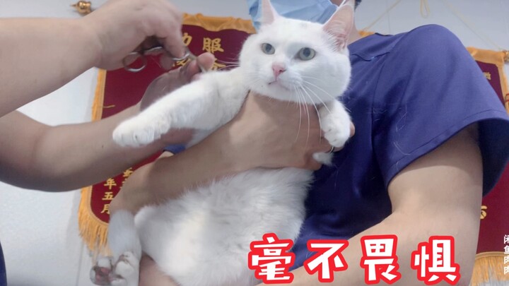 I took my cat for a physical examination, and the doctor said he had never seen such a strong cat, a
