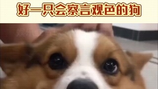 The first time I felt flattery from a dog